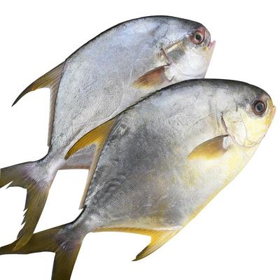新鲜海捕金鲳鱼鲜活冷冻海鲜