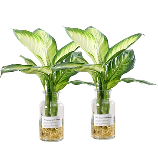 水培植物玛丽安万年青春羽龟背竹花卉植物客厅室内盆栽好养活绿植
