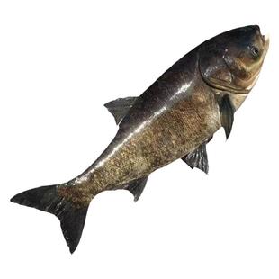 花鲢鱼苗淡水养殖半斤鲢鳙鱼苗大胖头鱼草鱼四大家鱼大头花鲢鱼苗