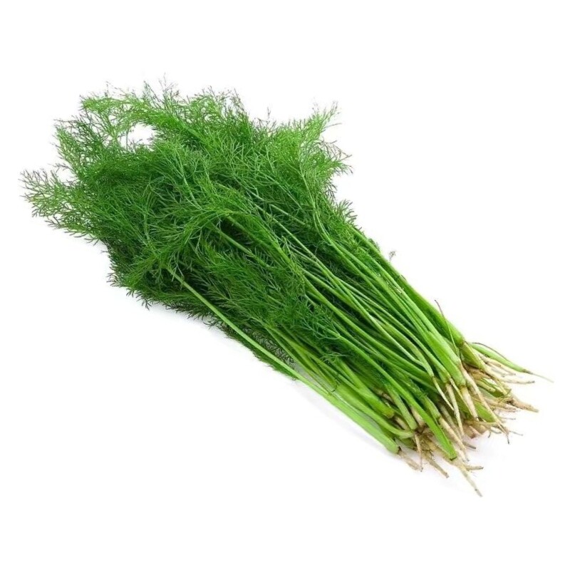 新鲜小茴香菜农家自种茴香苗带根蔬菜茴香饺子馅儿食材荤香包邮