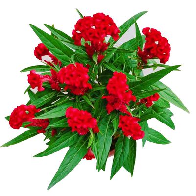 鸡冠花盆栽带花苞阳台四季开花