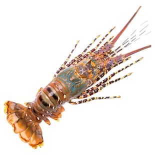 特大澳洲花龙虾10斤冷冻超大花龙虾青龙虾海虾小青龙水产深水大虾