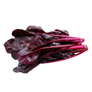 根达菜种籽红莲草救心草红梗菠菜红叶甜菜马兰头四季耐寒蔬菜种子