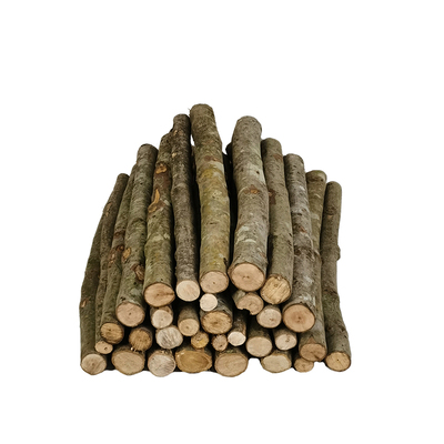 篝火枫树木柴围坐篝火取暖烹饪