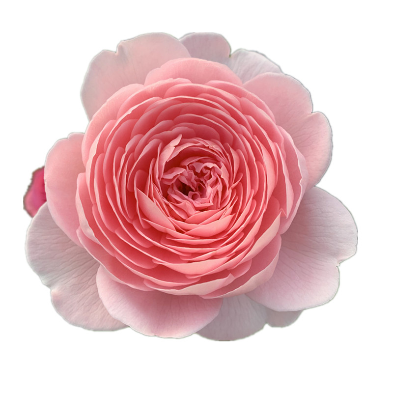 瑞典女王月季花苗大花浓香玫瑰花