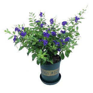 蕾丝金露花盆栽 巧克力花苗 甘露花多年生植物室内外盆栽花苗好养