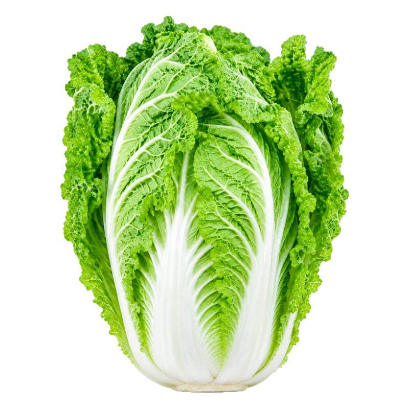 十八斤冬储白菜种子叶多无筋高产抗病秋季播大田种植大白菜蔬菜