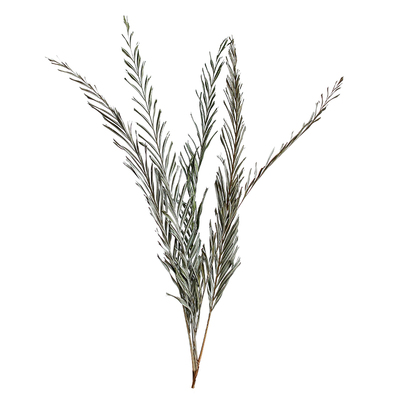 散尾葵叶装饰花束插花