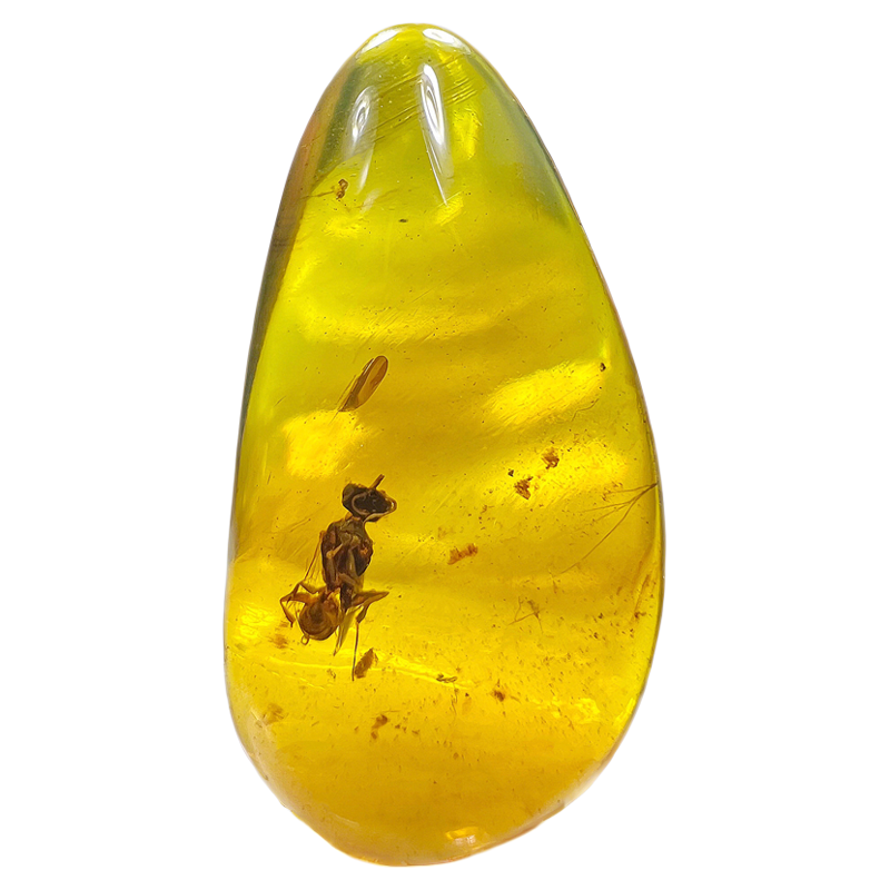 纯天然琥珀蜜蜡蜜蜂昆虫化石标本