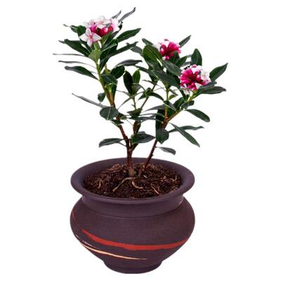 金边瑞香盆栽浓香型带花苞