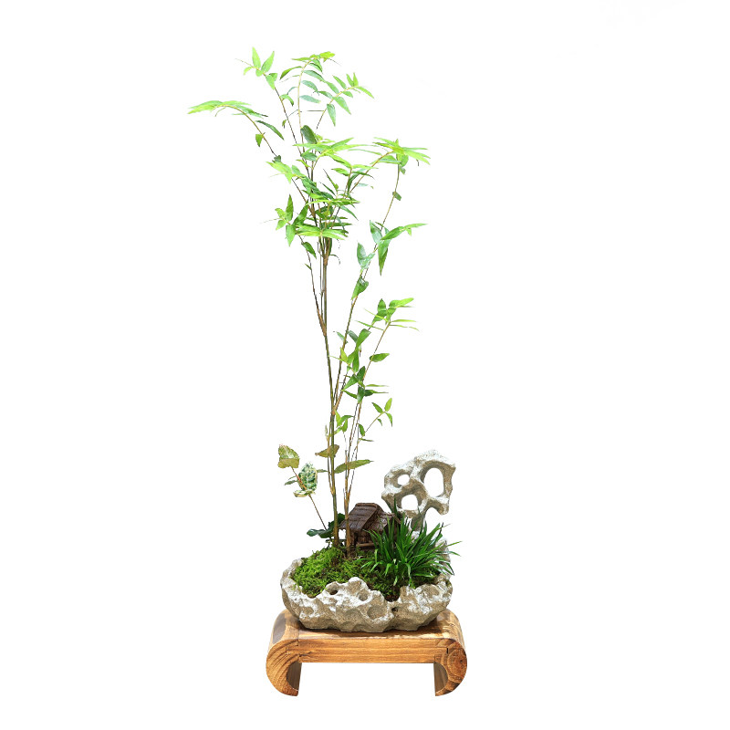 米竹盆栽茶桌小绿植摆件