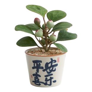 小盼菩提带果室内绿植花卉菩提树中式禅意桌面摆件饰物好养