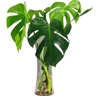 水培龟背竹盆栽室内好养绿植