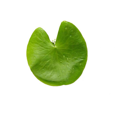 水培浮萍水草造景净水好养开花