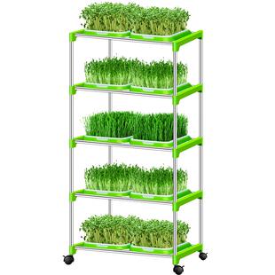 芽苗菜育苗盘豆芽绿豆芽发芽实验神器盆发豌豆苗种植专用水培蔬菜