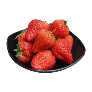 现货丹东草莓新鲜水果99草莓红颜奶油九九甜牛奶草莓礼盒大果空运