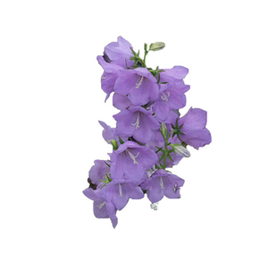 种花王大爷 桃叶风铃草花卉盆栽多年生花卉好养阳台庭院美观趣味