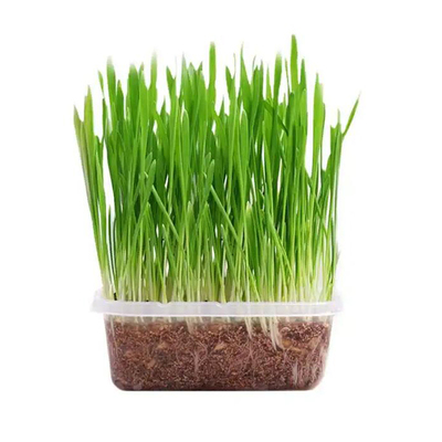 猫草盆栽种子非已好小麦零