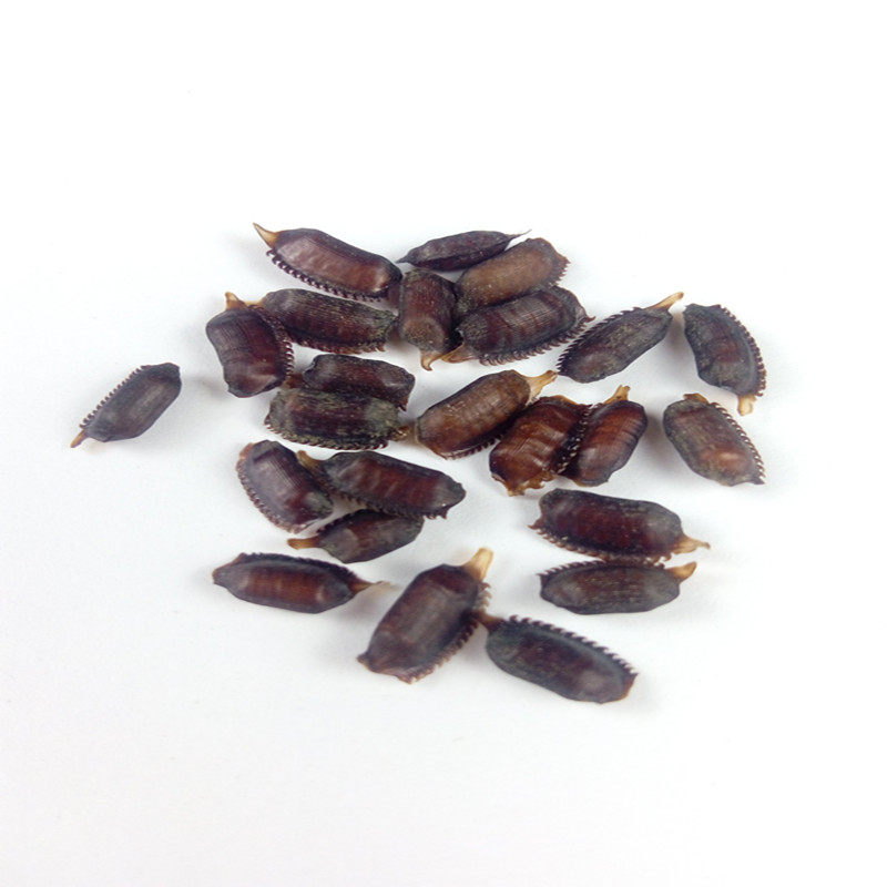 新鲜土元卵地鳖虫卵交技术包回收