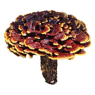 半野生特大灵芝摆件观赏红多层灵芝赤芝大长脚步步高花灵芝盆景
