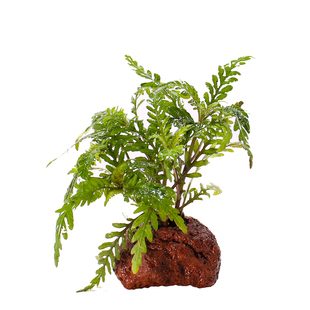 雨裂蓑衣火山石水草鱼缸装饰植物造景水景生态缸耐活水培水下叶草