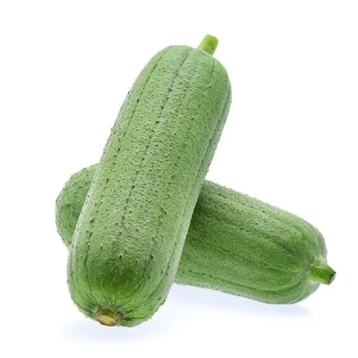 早熟阳台丝瓜苗益丰肉丝瓜苗四季