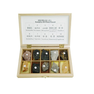 地质队工程师实地采10种植物化石标本教学仪器一年质保
