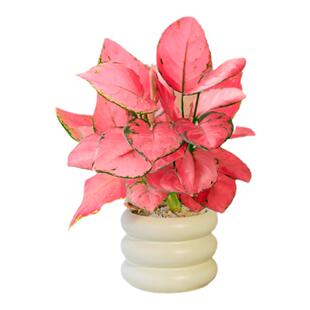 吉利红盆栽精品大颗进口如意皇后室内桌面水培四季花卉绿植物小苗