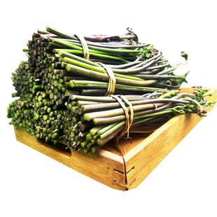 蕨菜新鲜下饭菜野生蔬菜现摘山蕨菜当季野地菜龙爪菜8斤甜蕨现货