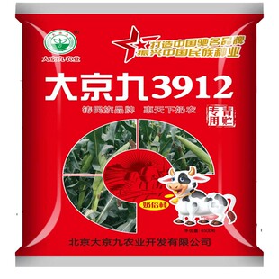 高产杂交青贮玉米种子大京九青贮3912  中原适宜种植青储玉米种籽