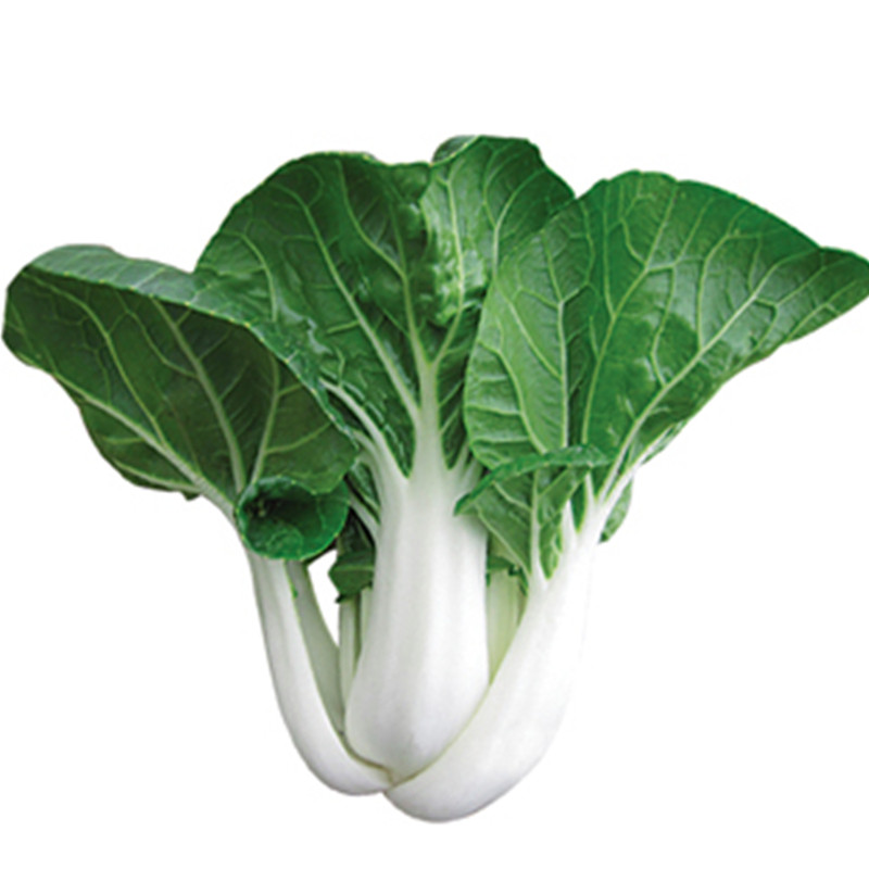 四季黑叶甜白菜种籽奶油白菜小白菜种子大全农家青菜阳台蔬菜种孑