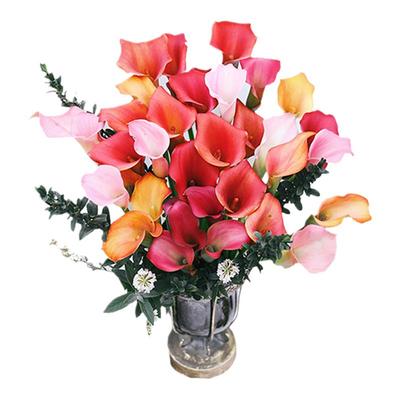 彩色马蹄莲阳台室内花卉