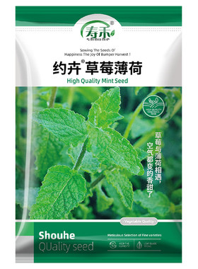 草莓薄荷种子种籽可食用室内植物