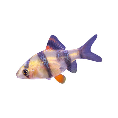 虎皮鱼小型活体淡水养绿玻璃