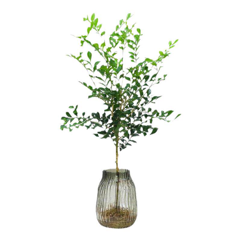 水培植物九里香马醉木吊钟四季好养活绿植室内客厅花卉办公室盆栽