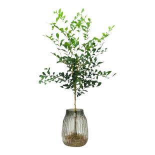 水培植物九里香马醉木吊钟四季好养活绿植室内客厅花卉办公室盆栽