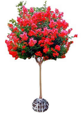 紫薇树苗别墅庭院植物红花四季花