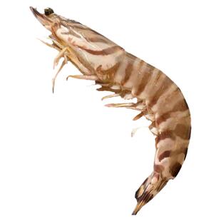 北海海捕大虾4-12头斑节虾900g两盒竹节虾冷冻鲜活 对虾特大海虾