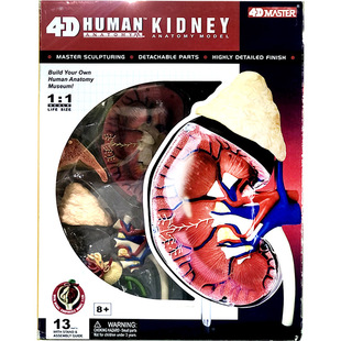 4D MASTER肾脏模型人体器官解剖模型医学教学人体模型