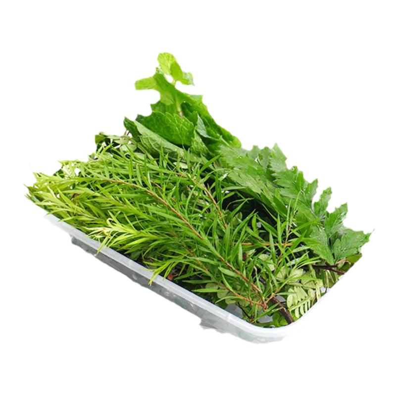 混合花草薄荷头羊齿叶清香木黄金柳千叶吊篮新鲜蛋糕装饰点缀叶子