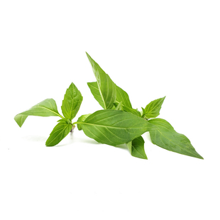 新鲜 九层塔 金不换150g 西餐厅东南亚料理酒店台湾三杯鸡香料