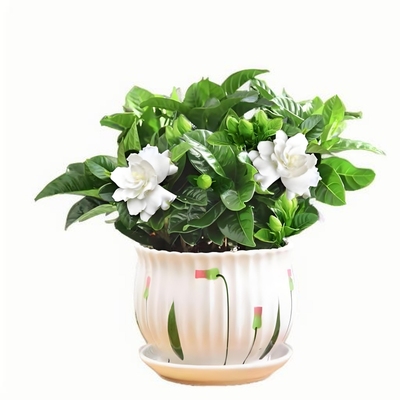 栀子花盆栽卉植物室内绿萝
