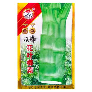 花叶特大棒菜种子秋季耐寒蔬菜种孑芥菜头笋子芥种四川棒棒菜种籽