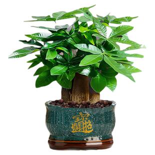 发财树小盆栽大绿植办公室内除甲醛花卉客厅好养旺宅植物桌面盆景