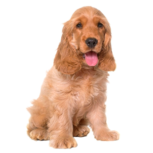 可卡犬鉴定咨询狗品相品种鉴定估价挑选鉴别狗品种鉴定可卡犬估价