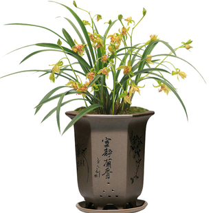 袭人  梨山狮王精品建兰四季兰奇草 夏带花苞出售花卉盆栽