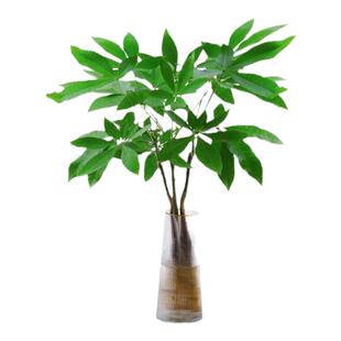 水培发财树盆栽室内招财树盆景办公桌面植物摆件四季好养花卉绿植