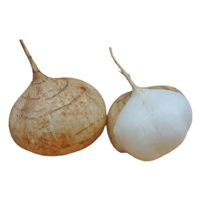 牧马地瓜种子凉薯种孑