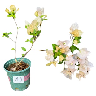 东篱小舍 三角梅新品种阿达的喜悦 新品苗很小原生苗 实拍照