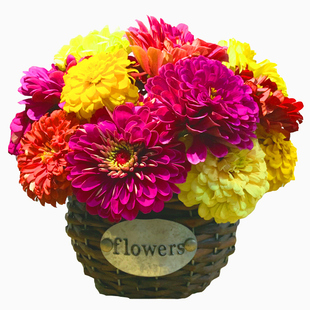 凤仙花种子四季播种庭院别墅小区公园景区花海造景野花组合花种籽